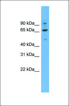 Anti-NT5DC2, (N-terminal) antibody produced in rabbit affinity isolated antibody