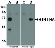 Anti-Swine H1N1 Hemagglutinin antibody produced in rabbit affinity isolated antibody, buffered aqueous solution
