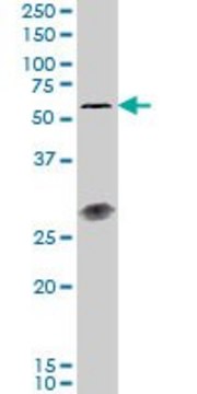 Monoclonal Anti-IL23R antibody produced in mouse clone 3D7, purified immunoglobulin, buffered aqueous solution