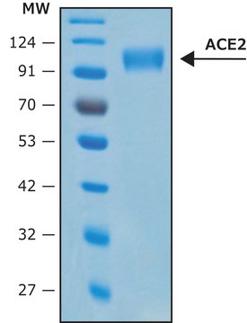 血管紧张素转化酶-2, ACE2 Human recombinant, &#8805;1000000&#160;U/mg, expressed in HEK 293 cells