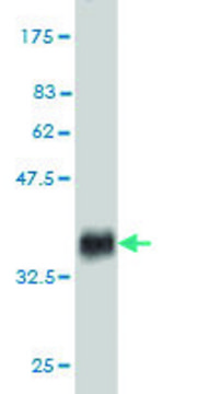 Monoclonal Anti-EDA2R antibody produced in mouse clone 3C1, purified immunoglobulin, buffered aqueous solution