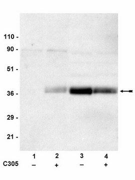 Anti-phospho-LAT (Tyr191) Antibody Upstate&#174;, from rabbit