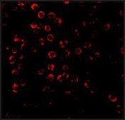 Anti-SODD antibody produced in rabbit IgG fraction of antiserum, buffered aqueous solution
