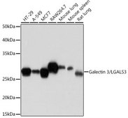 Anti-Galectin 3/LGALS3 antibody produced in rabbit