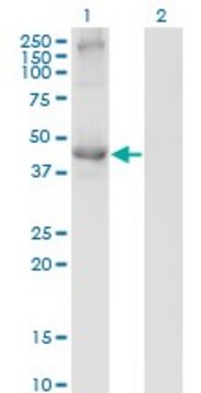 Monoclonal Anti-TCN2 antibody produced in mouse clone 2F4, purified immunoglobulin, buffered aqueous solution