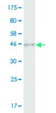 Monoclonal Anti-SAP30, (C-terminal) antibody produced in mouse clone 1D3, purified immunoglobulin, buffered aqueous solution