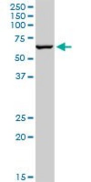 Anti-TRIM8 antibody produced in mouse purified immunoglobulin, buffered aqueous solution