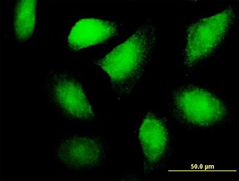 Anti-FLT3LG antibody produced in mouse purified immunoglobulin, buffered aqueous solution