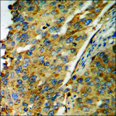 Anti-phospho-TIRAP (pTyr86) antibody produced in rabbit affinity isolated antibody