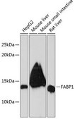 Anti-FABP1 antibody produced in rabbit