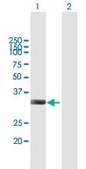 Anti-IFI35 antibody produced in mouse purified immunoglobulin, buffered aqueous solution