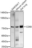 Anti-CD68 Antibody, clone 5S2F7, Rabbit Monoclonal