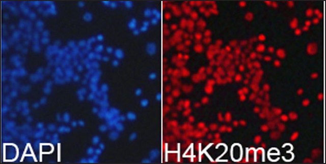 Anti-Histone H4K20me3 antibody produced in rabbit affinity isolated antibody