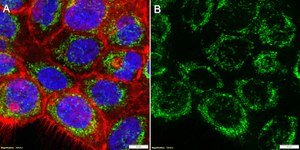 Anti-ATP Synthase β Antibody, clone 1E6 ZooMAb® Rabbit Monoclonal recombinant, expressed in HEK 293 cells