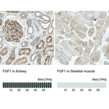 Anti-FGF1 antibody produced in rabbit Prestige Antibodies&#174; Powered by Atlas Antibodies, affinity isolated antibody, buffered aqueous glycerol solution