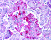 Anti-STAT1 (AB3) antibody produced in rabbit affinity isolated antibody
