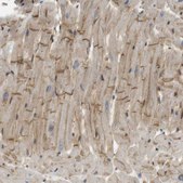Anti-TSPAN9 antibody produced in rabbit Prestige Antibodies® Powered by Atlas Antibodies, affinity isolated antibody, buffered aqueous glycerol solution