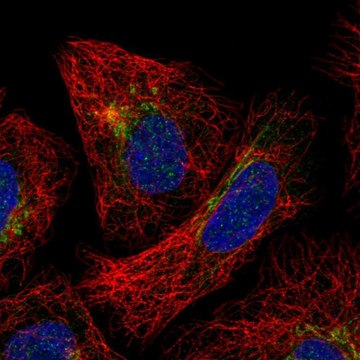 Anti-SLC35F3 antibody produced in rabbit Prestige Antibodies&#174; Powered by Atlas Antibodies, affinity isolated antibody