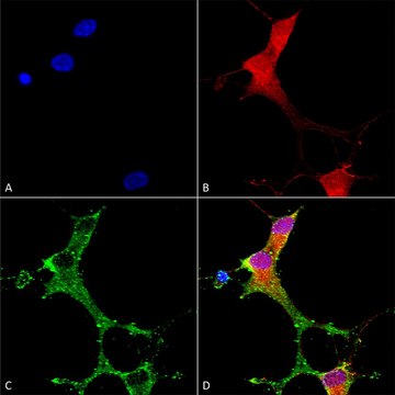 Monoclonal Anti-Synaptotagmin-7 antibody produced in mouse clone S275-14, purified immunoglobulin