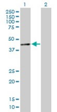 Anti-SIN3B antibody produced in mouse purified immunoglobulin, buffered aqueous solution