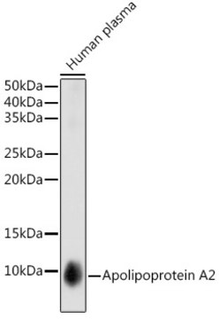 Anti-Apolipoprotein A2 Antibody, clone 5F7U1, Rabbit Monoclonal