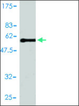 Monoclonal Anti-E2F6 antibody produced in mouse clone 2B6-G9, purified immunoglobulin, buffered aqueous solution