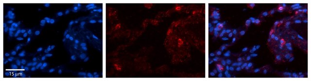 Anti-GPX3 antibody produced in rabbit affinity isolated antibody