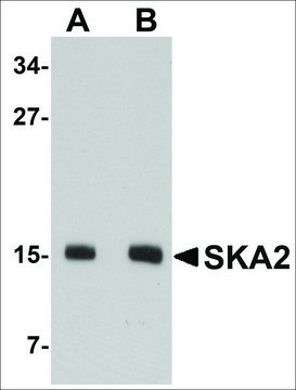 Anti-SKA2 antibody produced in rabbit affinity isolated antibody, buffered aqueous solution