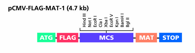 pCMV-FLAG&#174;-MAT-Tag&#174;-1 Expression Vector 0.5&#160;&#956;g/mL