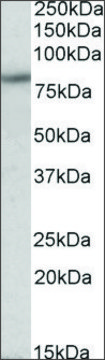 Anti-HCN3 antibody produced in goat affinity isolated antibody, buffered aqueous solution