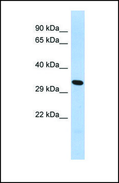 Anti-FOXK2, (C-terminal) antibody produced in rabbit affinity isolated antibody