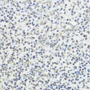 Anti-Phospho-Histone H3-T45 antibody produced in rabbit