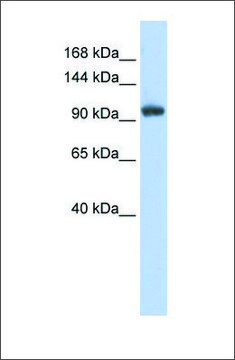 Anti-RNF31 antibody produced in rabbit affinity isolated antibody