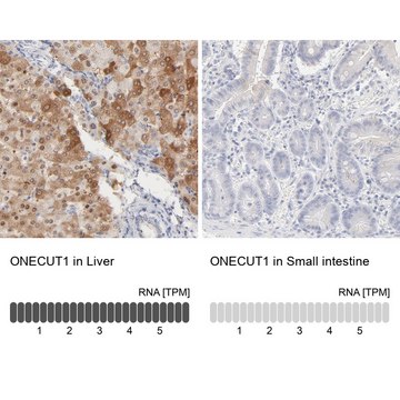 Anti-ONECUT1 antibody produced in rabbit Prestige Antibodies&#174; Powered by Atlas Antibodies, affinity isolated antibody, buffered aqueous glycerol solution