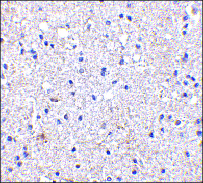 Anti-SCO1 antibody produced in rabbit affinity isolated antibody, buffered aqueous solution