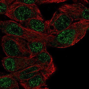 Anti-MFHAS1 antibody produced in rabbit Prestige Antibodies&#174; Powered by Atlas Antibodies, affinity isolated antibody