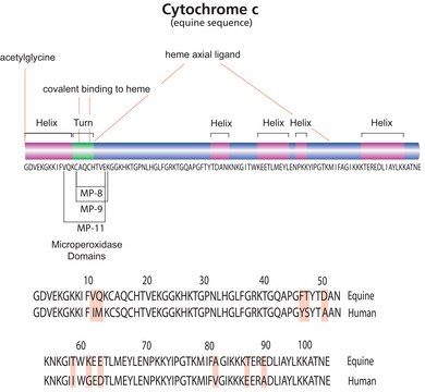 细胞色素 C 来源于马心脏 suitable for GFC marker, BioReagent