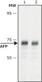 Anti-α-Fetoprotein (AFP) antibody, Mouse monoclonal clone C3, purified from hybridoma cell culture