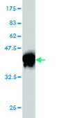 Monoclonal Anti-ZBTB33 antibody produced in mouse clone 2B2, purified immunoglobulin, buffered aqueous solution