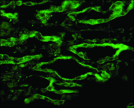 Anti-AQP4 antibody produced in rabbit 1&#160;mg/mL, affinity isolated antibody