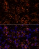 Anti-NCAM1/CD56 antibody produced in rabbit