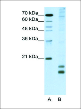 Anti-MAFF antibody produced in rabbit IgG fraction of antiserum