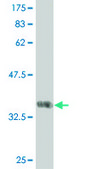 ANTI-IRAK3 antibody produced in mouse clone 1F1, purified immunoglobulin, buffered aqueous solution