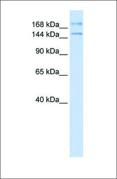 Anti-IFT140 antibody produced in rabbit affinity isolated antibody