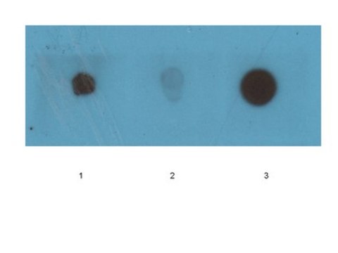 Anti-Amyloid Fibrils OC Antibody serum, Chemicon&#174;