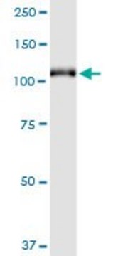 Monoclonal Anti-GRM6 antibody produced in mouse clone 1A11, purified immunoglobulin, buffered aqueous solution