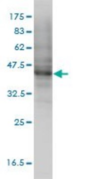 Monoclonal Anti-MOCS3 antibody produced in mouse clone 1C5-E8, purified immunoglobulin, buffered aqueous solution