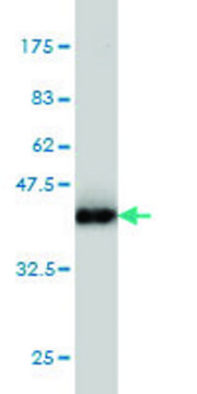 Monoclonal Anti-AHNAK antibody produced in mouse clone 3G7, purified immunoglobulin, buffered aqueous solution