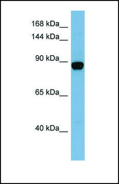 Anti-CASD1, (N-terminal) antibody produced in rabbit affinity isolated antibody