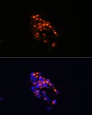 Anti-Neurofilament M Antibody, clone 5E0D2, Rabbit Monoclonal